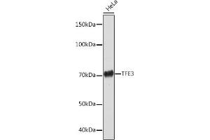 Western blot analysis of extracts of HeLa cells, using TFE3 Rabbit mAb (ABIN1683323, ABIN3015205, ABIN3015206 and ABIN7101320) at 1:1000 dilution. (TFE3 Antikörper)
