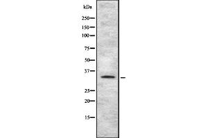 Western blot analysis of TAS2R4 using HT-29 whole cell lysates (TAS2R4 Antikörper  (Internal Region))