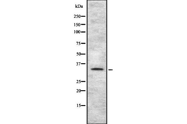 TAS2R4 antibody  (Internal Region)