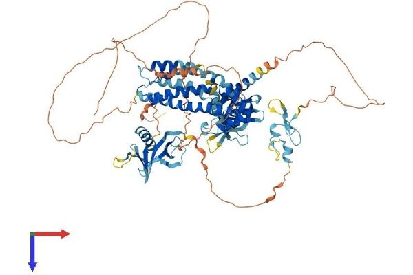 FGD3 Protein (AA 1-733) (His tag)