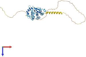 PRPF38A Protein (AA 1-312) (His tag)