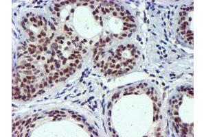 Image no. 8 for anti-Ubiquitin Specific Peptidase 7 (Herpes Virus-Associated) (USP7) antibody (ABIN1498592) (USP7 Antikörper)