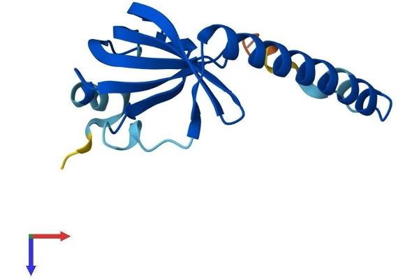 LSM1 Protein (AA 1-133) (His tag)
