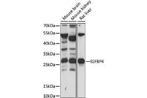 Western blot analysis of extracts of various cell lines, using IGFBP4 antibody (ABIN7267909) at 1:1000 dilution. (IGFBP4 Antikörper  (AA 178-258))