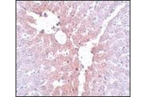 Immunohistochemistry of KLF4 in rat liver tissue with this product at 5 μg/ml. (KLF4 Antikörper  (C-Term))