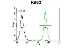 Flow cytometric analysis of K562 cells (right histogram) compared to a negative control cell (left histogram). (Keratin 25 Antikörper  (C-Term))