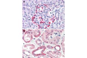 Immunohistochemical staining of human pancreas (A) and human kidney (B) with CADM4 polyclonal antibody . (Cell Adhesion Molecule 4 Antikörper  (Internal Region))