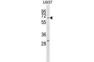 Western Blotting (WB) image for anti-Regulator of G-Protein Signaling 14 (RGS14) antibody (ABIN2998924)