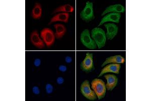 ABIN6261438 and ABIN6276426 staining Hela cells by IF/ICC. (eEF1A1 Antikörper  (Internal Region))
