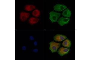 ABIN6260302 and ABIN6279203 staining Hela cells by IF/ICC. (BRAP Antikörper  (C-Term))