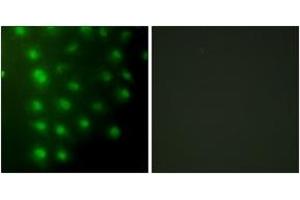 Immunofluorescence (IF) image for anti-A Kinase (PRKA) Anchor Protein 8 (AKAP8) (AA 331-380) antibody (ABIN2879134) (AKAP8 Antikörper  (AA 331-380))