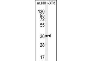 FC1 Antibody (Center) (ABIN655232 and ABIN2844836) western blot analysis in mouse NIH-3T3 cell line lysates (35 μg/lane). (ABHD17C Antikörper  (AA 92-121))