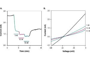 Apamin-Biotin blocks rat SK2 channels stably transfected in HEK293T cells. (Apamin peptide (Biotin))