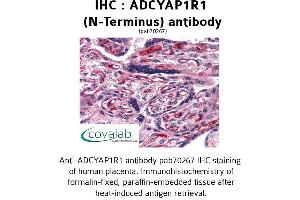 Image no. 1 for anti-Adenylate Cyclase Activating Polypeptide 1 (Pituitary) Receptor Type I (ADCYAP1R1) (Extracellular Domain), (N-Term) antibody (ABIN1731541) (ADCYAP1R1 Antikörper  (Extracellular Domain, N-Term))