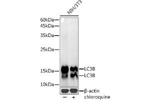 Western blot analysis of extracts of NIH/3T3 cells, using LC3B antibody (ABIN7268519) at 1:1000 dilution.