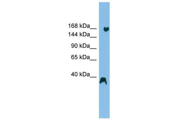 RNF160 Antikörper  (N-Term)