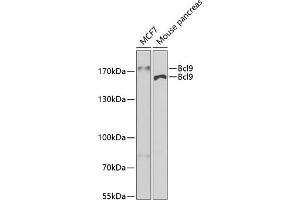 Western blot analysis of extracts of various cell lines, using Bcl9 antibody (ABIN6129972, ABIN6137514, ABIN6137515 and ABIN6222543) at 1:400 dilution.
