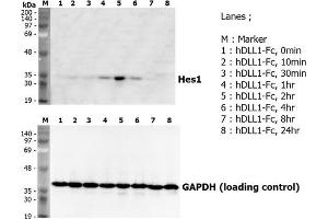 Induction of Hes-1 with the treatment of recombinant human DLL1-Fc .