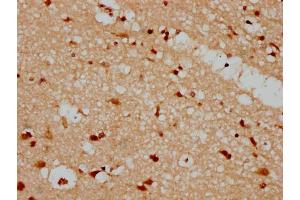 IHC image of nforHU diluted at 1:20 and staining in paraffin-embedded human brain tissue performed on a Leica BondTM system. (HIST1H1C Antikörper  (AA 100-112))