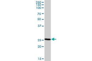 NRBF2 MaxPab polyclonal antibody. (NRBF2 Antikörper  (AA 1-287))