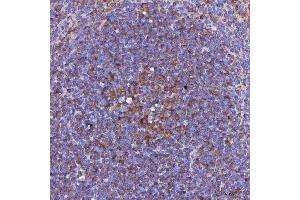 IHC analysis of LIGHT/Tnfsf14 using anti-LIGHT/Tnfsf14 antibody (ABIN7599138).