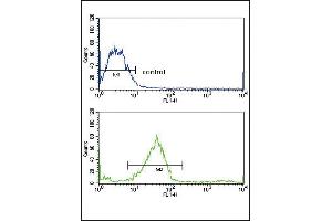 GALNT3 Antibody (Center) (ABIN653156 and ABIN2842724) flow cytometric analysis of MCF-7 cells (bottom histogram) compared to a negative control cell (top histogram). (GALNT3 Antikörper  (AA 454-481))