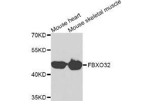 Western blot analysis of extracts of mouse heart and mouse skeletal muscle cell lines, using FBXO32 antibody. (FBXO32 Antikörper)