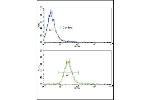 Flow cytometric analysis of NCI-H460 cells using NRG1 Antibody (bottom histogram) compared to a negative control cell (top histogram). (Neuregulin 1 Antikörper  (AA 198-229))