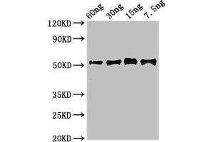 Western Blot Positive WB detected in Recombinant protein All lanes: Gamma-glutamy antibody at 2. (GGH Antikörper  (AA 22-342))