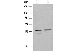 Western blot analysis of 293T cell lysates using URI1 Polyclonal Antibody at dilution of 1:450 (URI1 Antikörper)