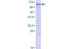 ASCC2 Protein (AA 1-757) (GST tag)