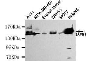 Western blot detection of SAFB1 in HelaNE,A431,MDA-MB-468,Breast cancer,ZR75-1 and MCF7 cell lysates using SAFB1 mouse mAb (1:4000 diluted). (SAFB Antikörper)