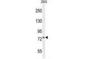 XKR4 Antibody (C-term) western blot analysis in 293 cell line lysates (35 µg/lane). (XKR4 Antikörper  (C-Term))