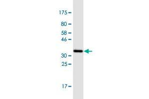 Western Blot detection against Immunogen (33. (MT3 Antikörper  (AA 1-68))