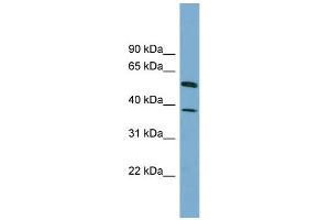WB Suggested Anti-HEPACAM Antibody Titration: 0. (HEPACAM Antikörper  (N-Term))