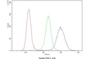 Flow cytometry testing of human THP-1 cells with Cyclin B1 antibody at 1ug/10^6 cells (blocked with goat sera) (Cyclin B1 Antikörper  (AA 1-433))