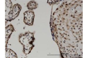 Immunoperoxidase of monoclonal antibody to WWTR1 on formalin-fixed paraffin-embedded human placenta. (WWTR1 Antikörper  (AA 201-300))