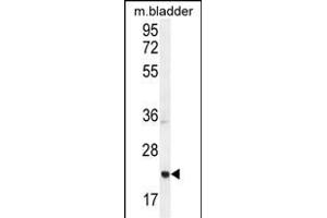 ASCL2 Antibody (N-term) (ABIN654929 and ABIN2844572) western blot analysis in mouse bladder tissue lysates (35 μg/lane). (ASCL2 Antikörper  (N-Term))