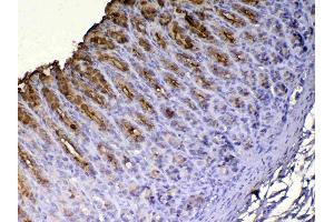 IHC analysis of Tff1 using anti-Tff1 antibody . (TFF1 Antikörper  (AA 22-87))