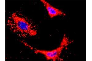 Image no. 2 for anti-Phosphoinositide-3-Kinase, Catalytic, beta Polypeptide (PIK3CB) (AA 147-257) antibody (ABIN466076) (PIK3CB Antikörper  (AA 147-257))