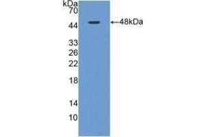 Detection of Recombinant MAPt, Rat using Polyclonal Antibody to Tau Protein (MAPT) (tau Antikörper  (AA 34-368))
