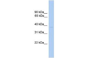 WB Suggested Anti-ST6GALNAC6 Antibody Titration:  0.