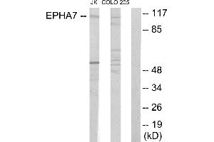 Western blot analysis of extracts from Jurkat cells and COLO205 cells, using EPHA7 antibody. (EPH Receptor A7 Antikörper)