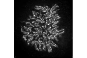 NCAPH2 antibody (mAb) (Clone 5F2G4) tested by immunofluorescence. (NCAPH2 Antikörper)