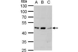 alpha 1 Adrenergic Receptor Antikörper