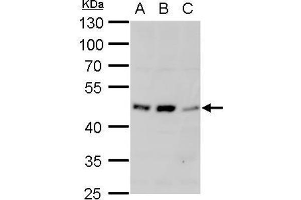 alpha 1 Adrenergic Receptor Antikörper