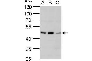 WB Image alpha 1a Adrenergic Receptor antibody detects alpha 1a Adrenergic Receptor protein by western blot analysis. (alpha 1 Adrenergic Receptor Antikörper)