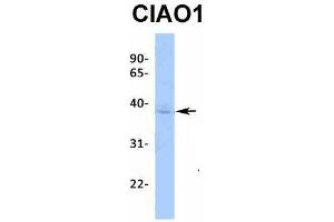 Host:  Rabbit  Target Name:  CIAO1  Sample Type:  MCF7  Antibody Dilution:  1. (CIAO1 Antikörper  (Middle Region))