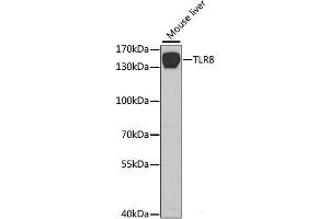 Western blot analysis of extracts of Mouse liver using TLR8 Polyclonal Antibody at dilution of 1:1000. (TLR8 Antikörper)
