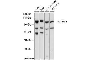Western blot analysis of extracts of various cell lines, using PCDHB4 antibody (ABIN7269735) at 1:1000 dilution. (PCDHb4 Antikörper  (AA 28-300))